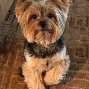 Meet your Posher, Nik